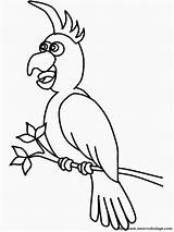 Pappagalli Cacatua Colorare Disegnare Loros Kakadus Aves Colorir Kakadu Ausmalen Papageien Ausmalbilder Birds Malvorlage Animali Vogel Descargar Condividi sketch template