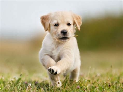 companies give staff paid time      puppy crowdink