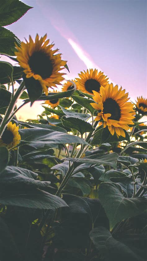 12 Super Pretty Sunflower Iphone Wallpapers Preppy