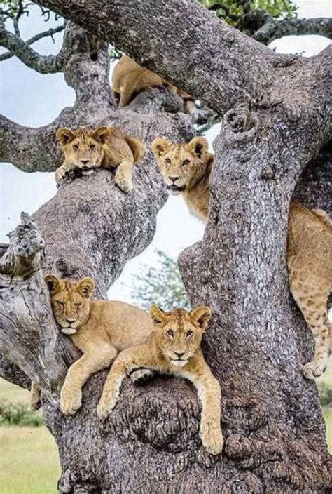how many lions can you fit in one tree 14 pics