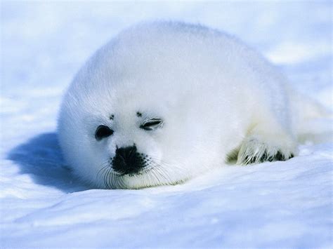 baby harp seal animals photo  fanpop