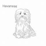 Havanese Dog Breeds Breed Bichon Dogbreedslist sketch template