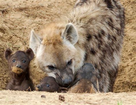 twee gevlekte hyenas geboren  beekse bergen tilburgersnl natuur milieu dieren