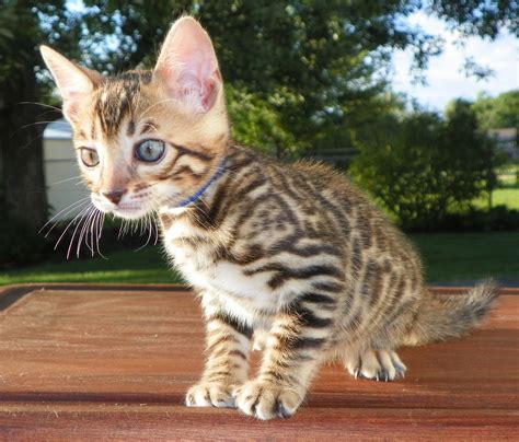 adore cats bengals  brown spotted rosetted bengal kitten  sale