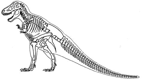 tyrannosaurus rex skeleton drawing  paintingvalleycom explore