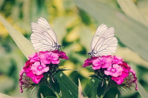 beautiful white butterflies wallpaper wallpaperscom