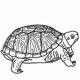 Turtle Coloring Pages Printable Kids Cute Tortuga sketch template