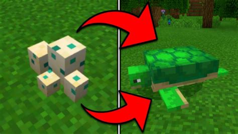 How To Hatch A Turtle Egg In Minecraft Pocket Edition 1 5