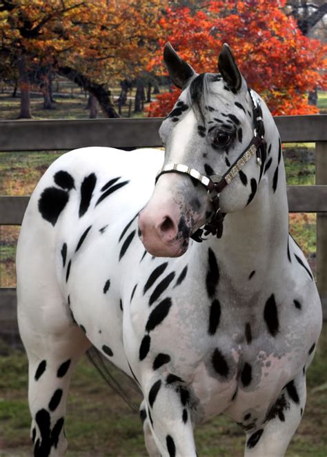 black leopard appaloosa  spots pinterest