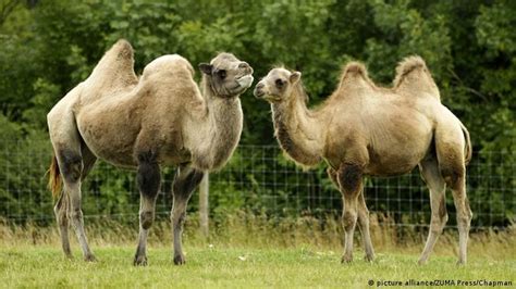 what′s the difference between a camel and a dromedary global ideas