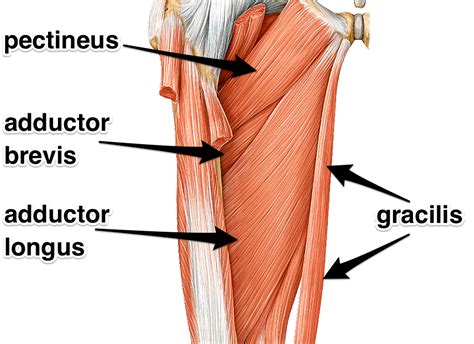 adductors    adductor muscles attachments  actions