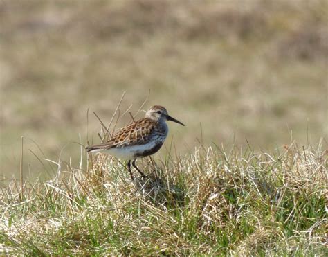 shetland  spring  birders heatherlea birdwatching wildlife holidays