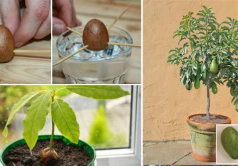 10 Grocery Items You Can Buy Once And Grow For A Lifetime