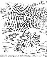 Coloring Sea Anemone Drawings 289px 89kb sketch template
