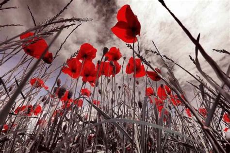 photo   day thousands  poppies bloom  mark wwi good news