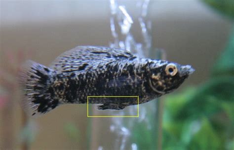 Sexing molly fish