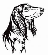 Saluki Dog Vector Illustration Illustrations Decorative Portrait Outline Looking Pro Tattoo Clip Stock Isolated Background Color Vectors Clipart Dreamstime sketch template