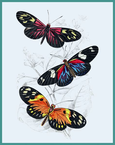 butterflies art print  stock photo public domain pictures