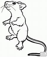 Rat Mouse Cute Templates Outline Drawing Rats Template Cartoon Pages Colouring Color Coloring Standing Kids Getdrawings Angry Animal Crafts Gif sketch template