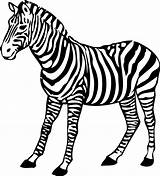 Zebra Coloring Pages Print Getcolorings sketch template