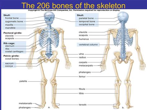 bones   body diagram healthiack