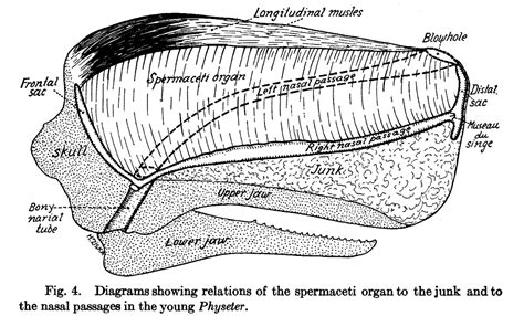 Five Mind Blowing Facts About Sperm Whales – Geospatial Ecology Of