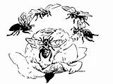 Bees Coloring Foraging sketch template