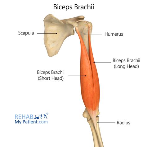 biceps brachii anatomy