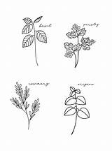 Herbs Printable Herb Spring Color sketch template