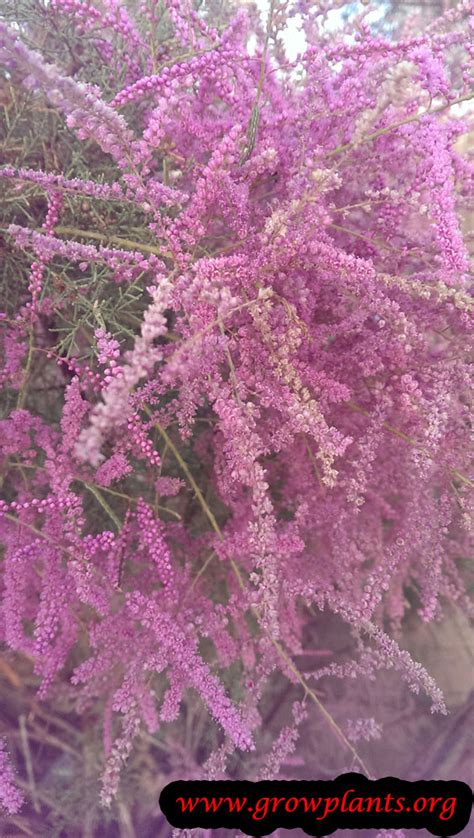 tamarisk how to grow and care