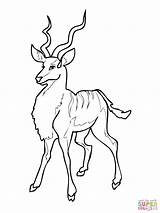 Kudu Antilope Antelope Ausmalbild Colorare Ausmalbilder Animaux Supercoloring Disegno Coloriage Worksheets Ispirazione Antilopen Coloriages sketch template