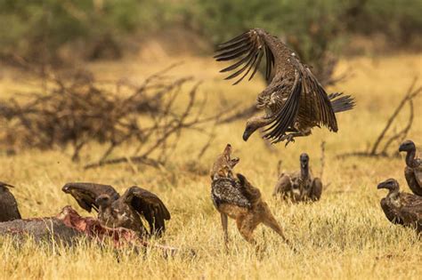 stunning snaps show jackal wolf defend against hungry vultures daily star