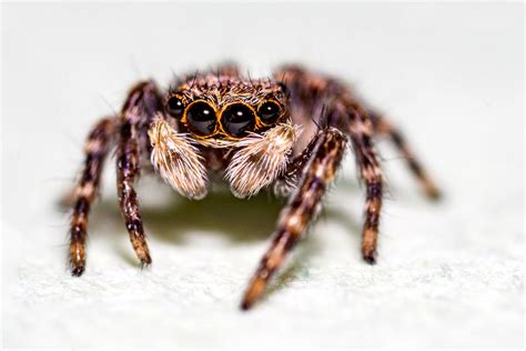kleine springspinne foto bild tiere wildlife spinnen bilder auf