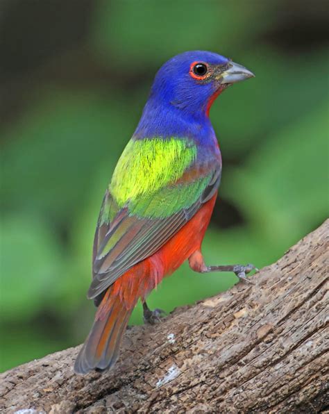 painted buntings natures color wheels tallahasseecom community blogs