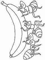 Coloring Colorat Ants Fourmi Furnici Furnica Animale Planse Formigas Imagini Ameisen P01 P10 Hormigas Desene Anthill Buzz2000 Primiiani Malvorlagen Kindergärtner sketch template