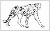 Gepard Cheetah Raubkatzen Raubtiere Coloringhome sketch template
