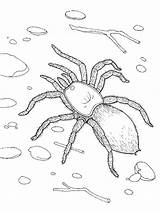 Spider Tarantula Walking Ground Coloring sketch template
