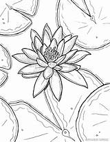 Coloring Pages Lily Water Monet Printable Drawing Claude Lilies Sheets Book Flowers Adult Flower Stargazer Templates Color Printables Waterlily Adults sketch template