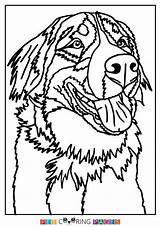 Bernese Berner Sennenhund Pblog sketch template