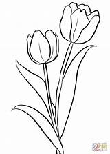 Coloring Tulips Pages Two Drawing Printable sketch template