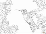 Coloring Hummingbird Pages Ruby Throated Realistic Drawing Flower Printable Supercoloring Bird Hummingbirds Colouring Adult Color Easy Getcolorings Animal Draw Choose sketch template