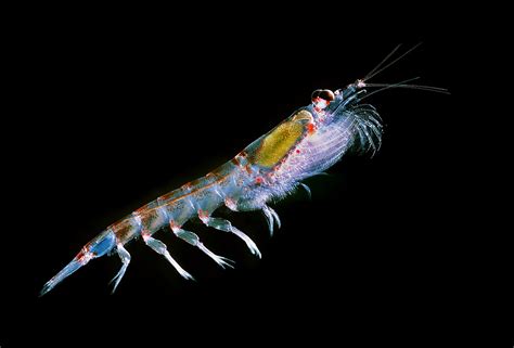 mighty antarctic krill   global movement  save