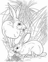 Coloring Pages Rabbit Tailed Jackrabbits Rabbits Printable Animals Clipart Wildlife Pair Skip Main Categories sketch template