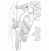 Woodpecker Coloring Pages Drawing Printable Woodpeckers Color sketch template