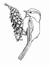 Chickadee Coloring Getcolorings Mountain sketch template