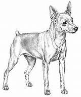 Pinscher Zeichnen Hund Chihuahua Zwergpinscher Steine Hundekunst Bemalte Dackel Colouring sketch template
