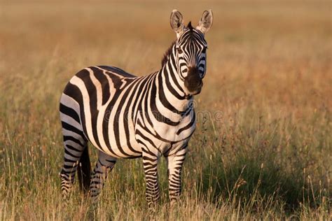 golden zebra stripes stock image image  vivid explosion