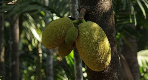 benefits  jackfruit