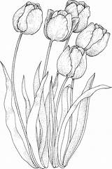 Tulipe Coloriages Album sketch template