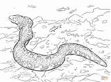 Eel Moray Disegni Anguille Anguila Nieve Copo Supercoloring Anguilles sketch template
